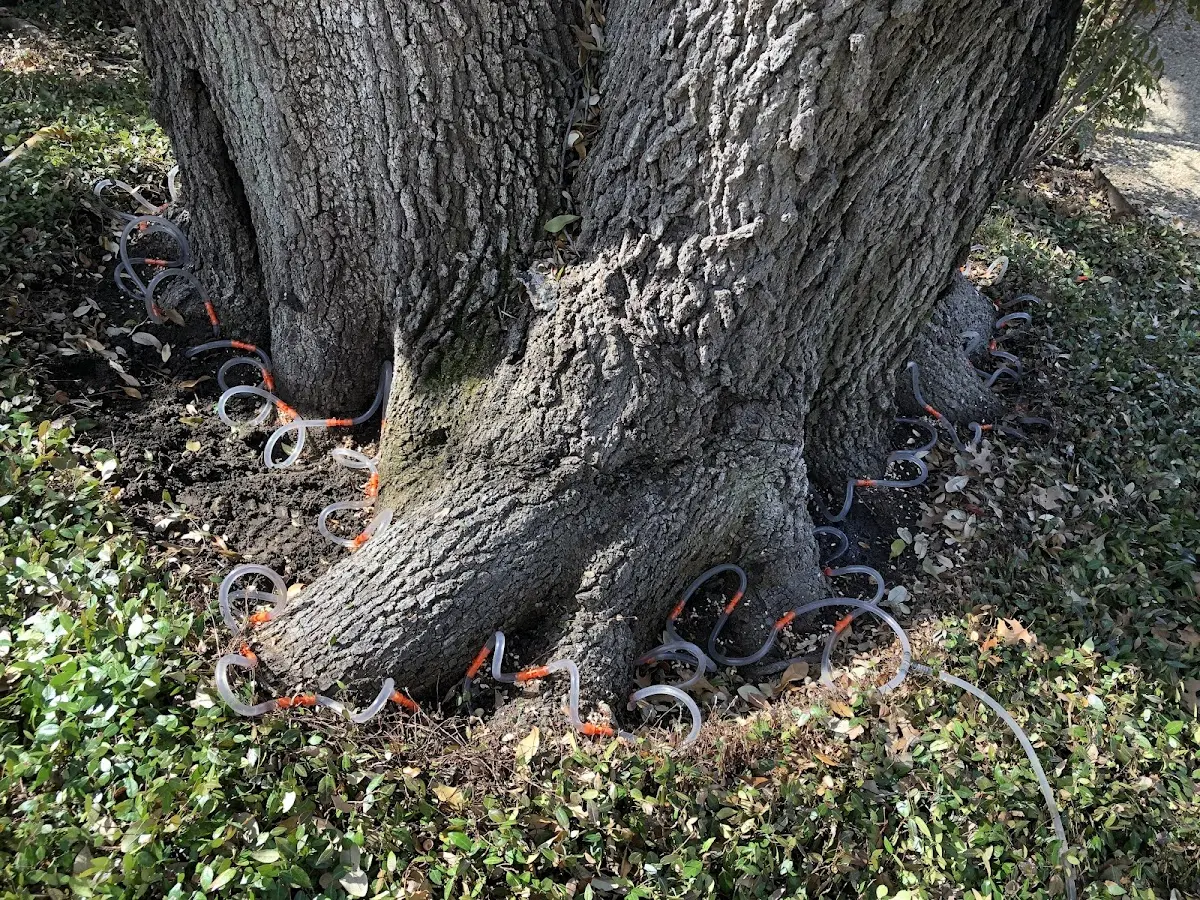 Detailed Tree Cabling and Bracing job site in Dundee